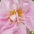 Ružová - Ruža damascénska - Celsiana